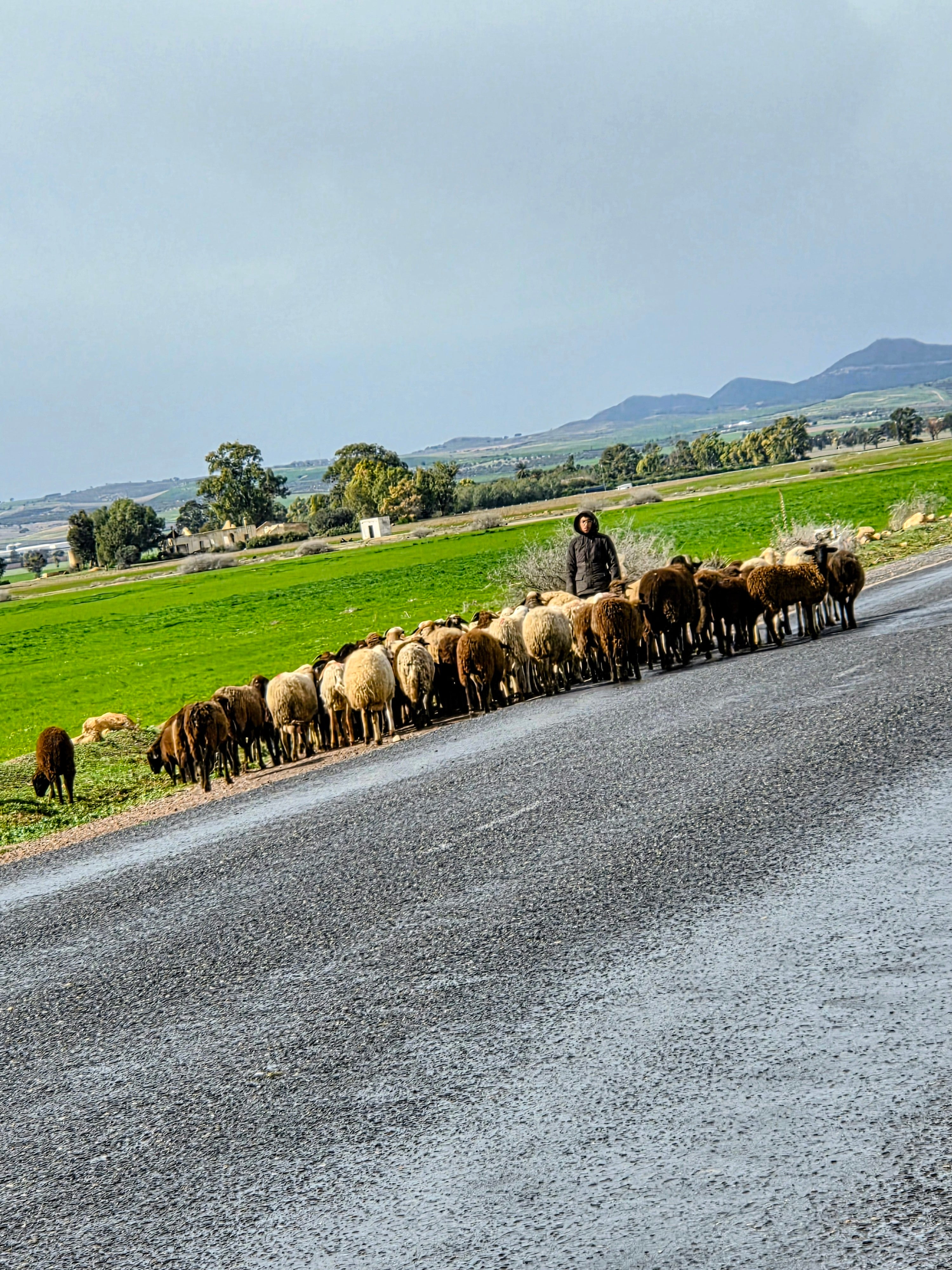 🐑 Adopte ton mouton – objet décoratif artisanal personnalisé